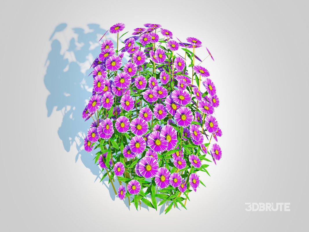 Aster novae-angliae – New England Aster – purple Image 2