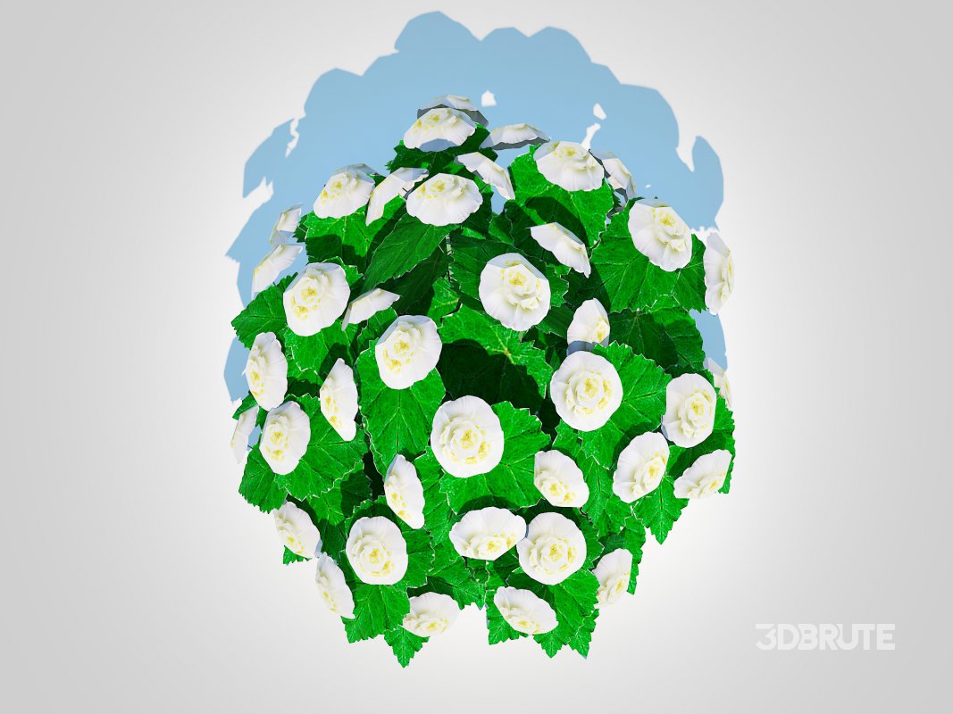 Begonia -White Image 4