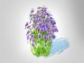 Aster novi-belgii – Dawrf Aster – blue - Thumbnail 1