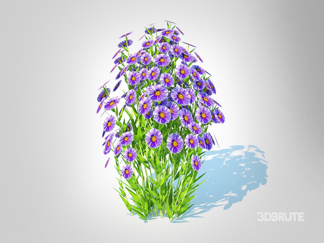Aster novi-belgii – Dawrf Aster – blue Image 1