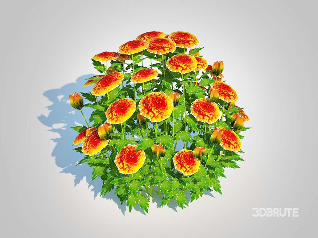 Chrysanthemum – Hardy Mum_orange Image 5