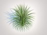 Carex morrowii-sedge - Thumbnail 3