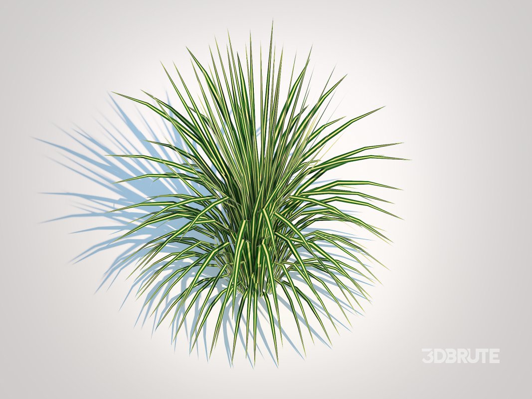 Carex morrowii-sedge Image 3