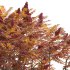 Rhus typhina – Staghorn Sumac 04 - Thumbnail 3