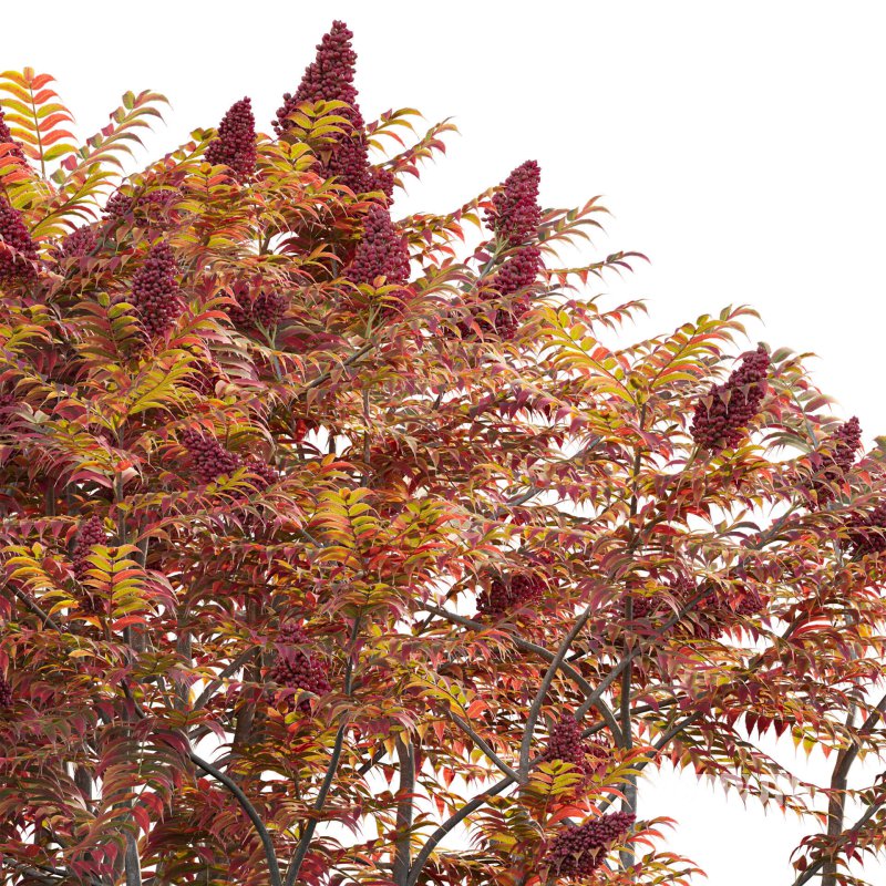 Rhus typhina – Staghorn Sumac 04 Image 3