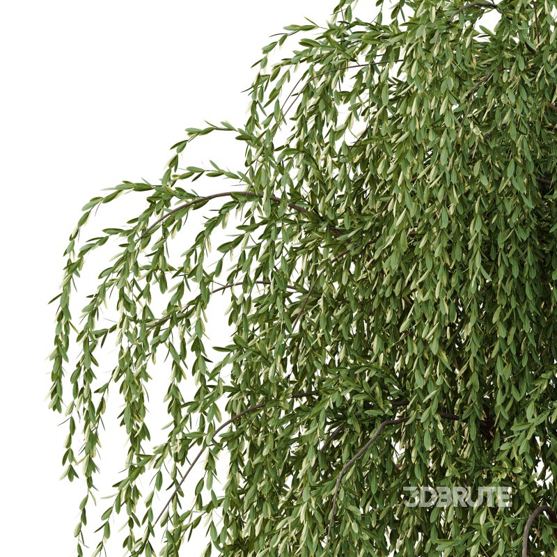 Weeping Willow Tree 01 Image 5