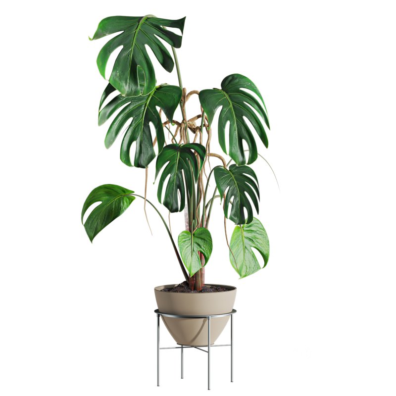 monstera plant Image 2