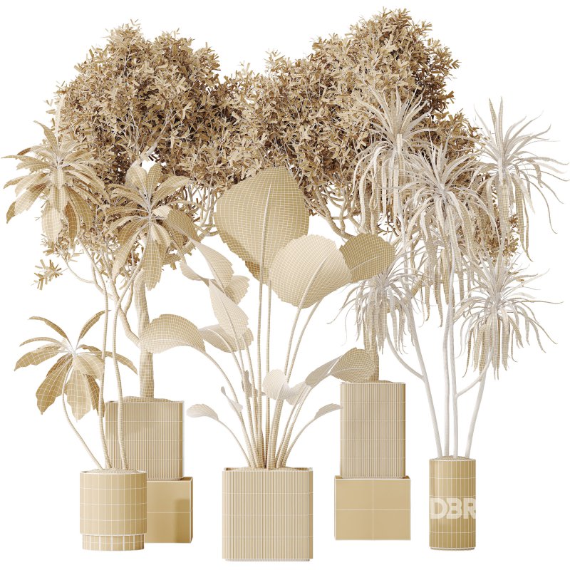 AV Indoor plants set 204 Mission Olive and Ficus Cyathistipula and Lemon Lime Cane Dragon and Banana Strelitzia Nicolai Image 14