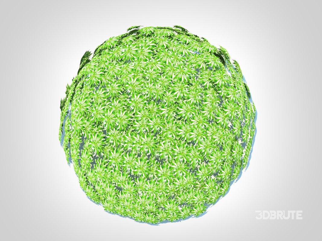 Artemesia schmidtiana – Silvermound Image 4