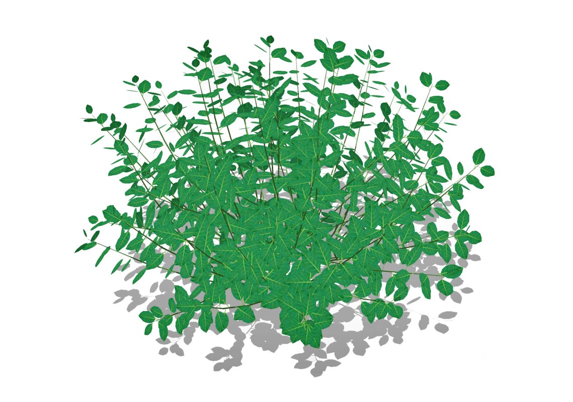 Euonymus Fortunei Image 5