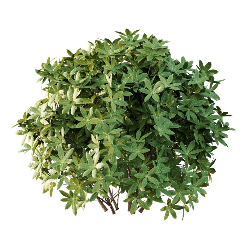 s: Oriental paperbush, mitsumata) is a plant in the family Thymelaeaceae. Image 5