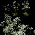 Anthriscus sylvestris – Cow parsley -01 - Thumbnail 1