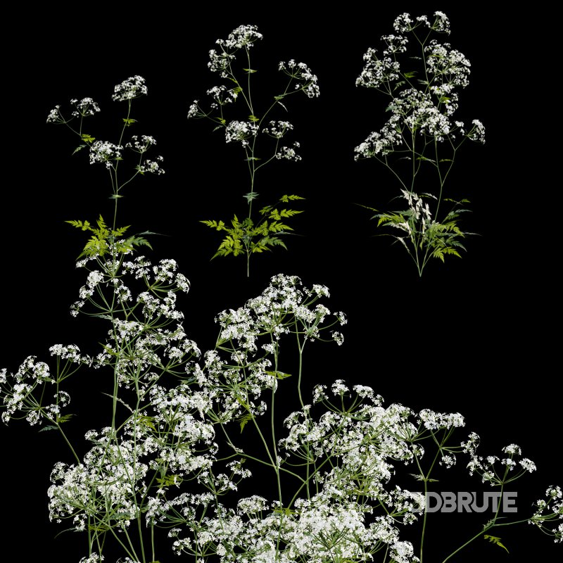 Anthriscus sylvestris – Cow parsley -01 Image 1