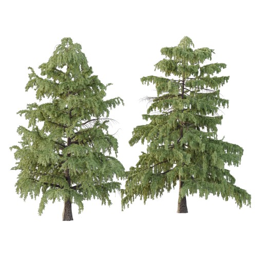 Cedrus deodara Tree 001