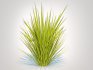 Carex elata – Bowles Golden Sedge - Thumbnail 3