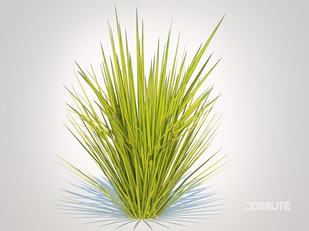 Carex elata – Bowles Golden Sedge Image 3