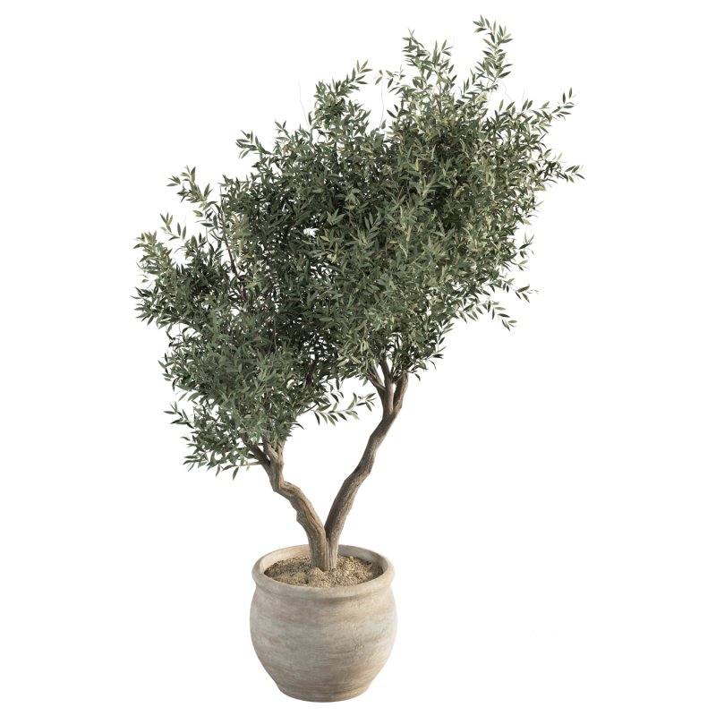 Olive Tree Indoor Plant Set.11 Image 2