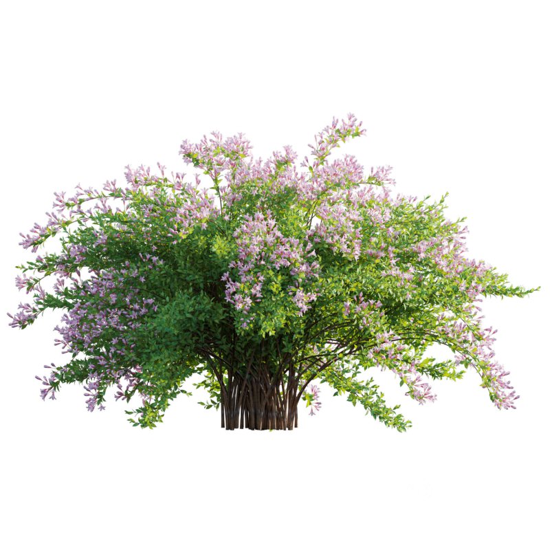 Weigela Florida 01 Image 4