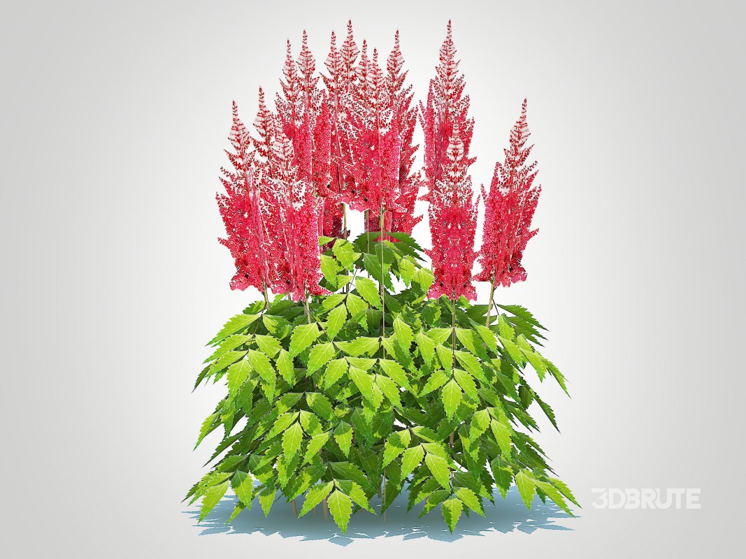 Astilbe-red Image 5