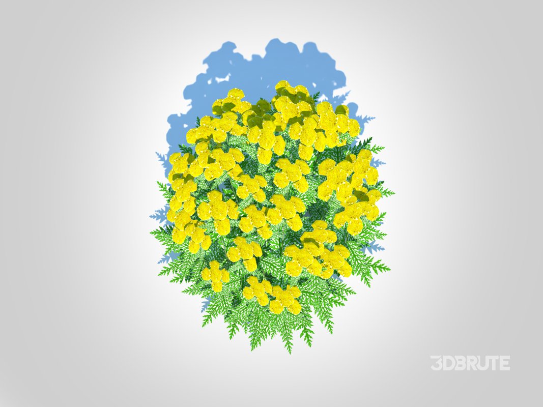 Achillea – yarrow yellow Image 4