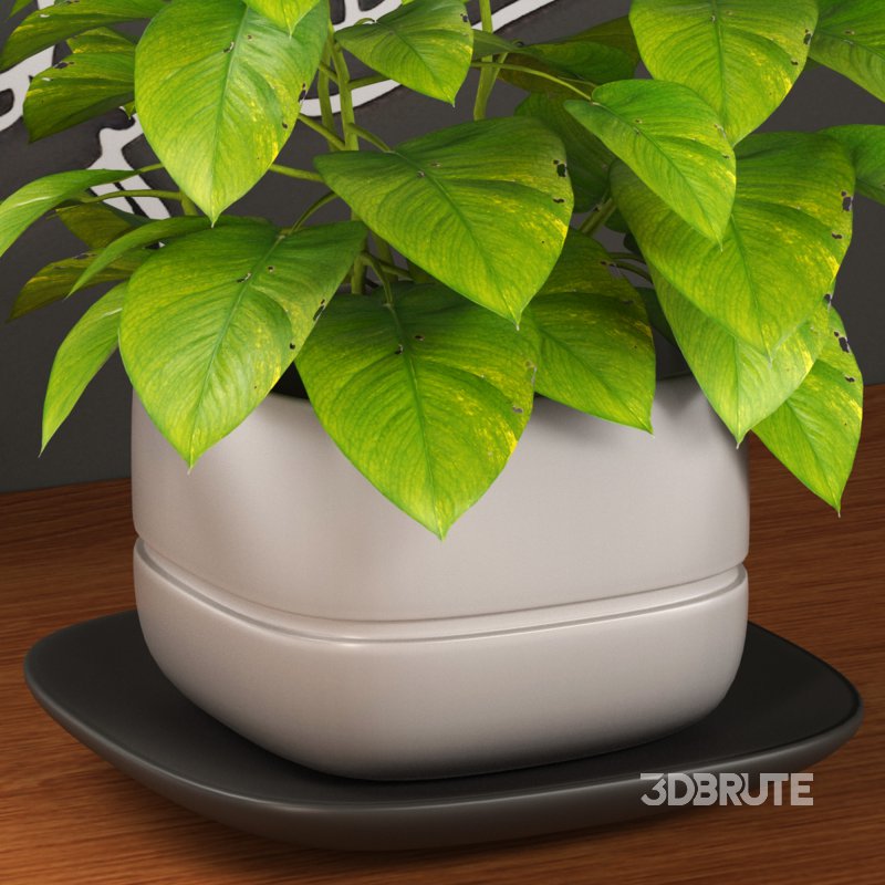 Café Set 01 Image 3