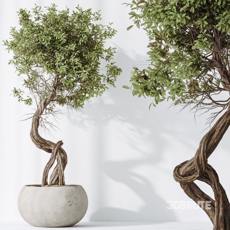 AV Indoor plants set 197 Ficus Bonsai Ginseng and Lemon Lime Cane Dragon and ParadiseBird and Areca Palm Image 4