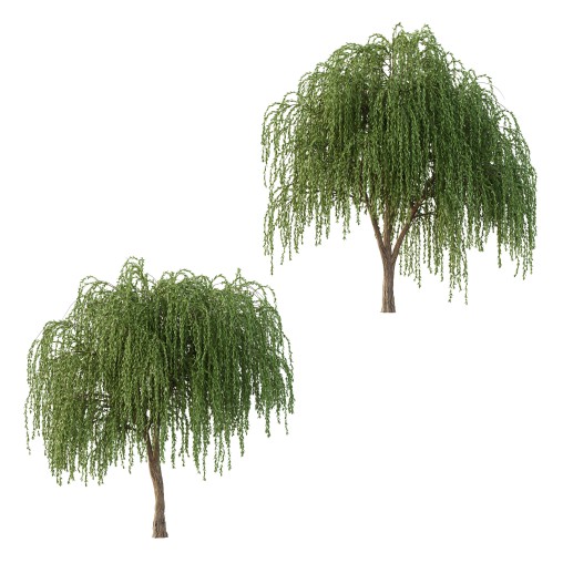 Weeping Willow Tree 01