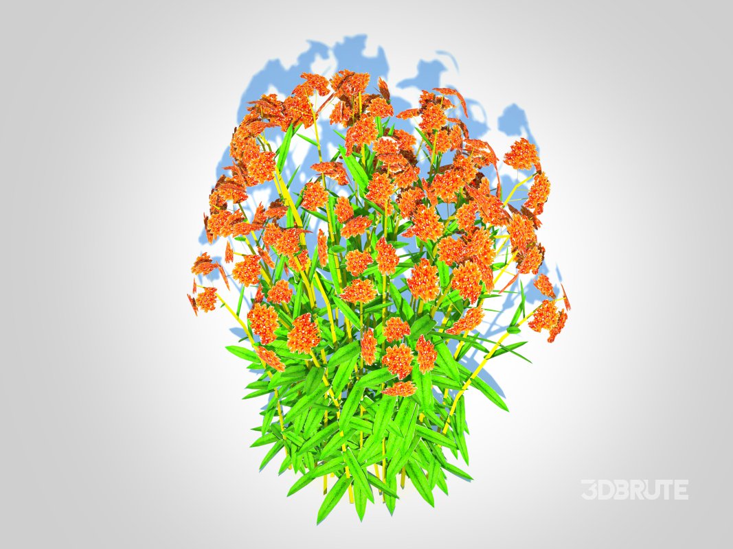 Asclepias tuberosa – Butterfly Weed Image 5