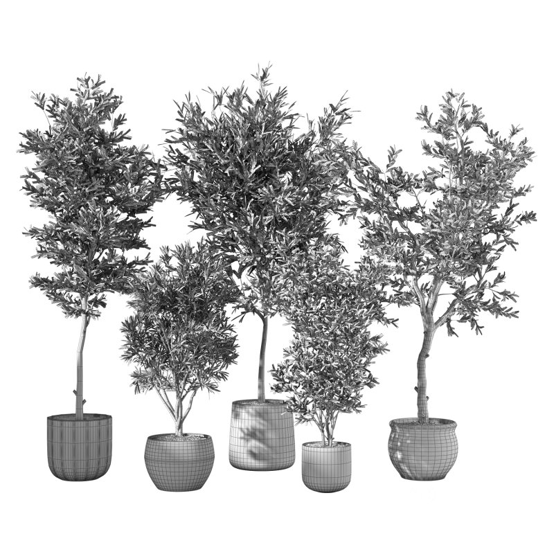 Olive Tree Indoor Plant Set.12 Image 4
