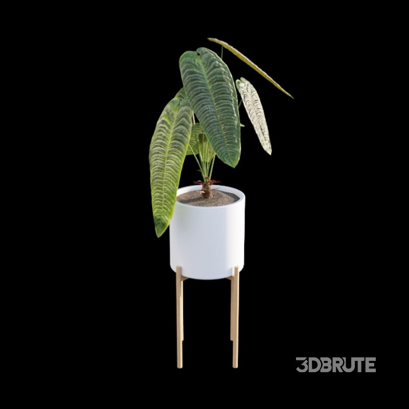 Anthurium Veitchii Image 4