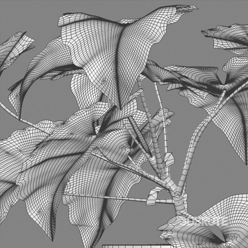 Philodendron subincisum Image 7