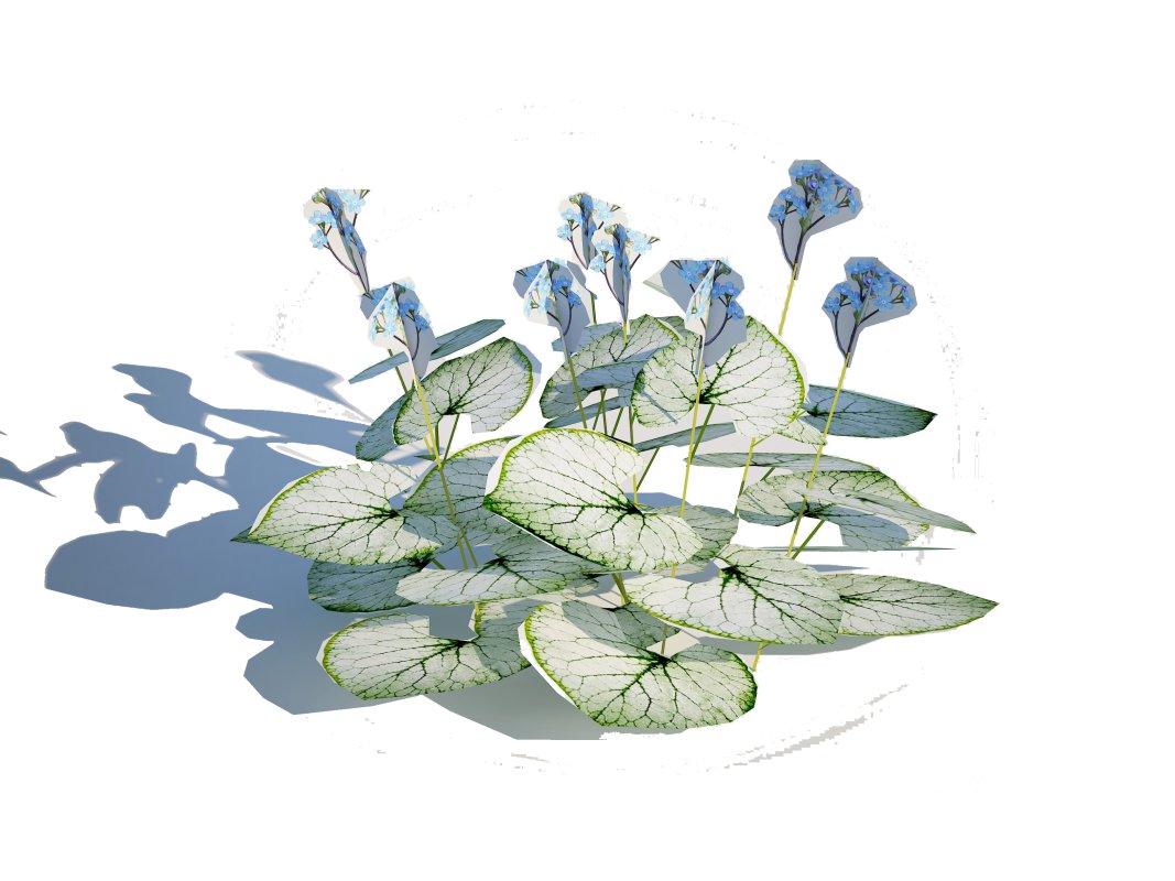 Brunnera Macrophylla-Jack Frost Image 2