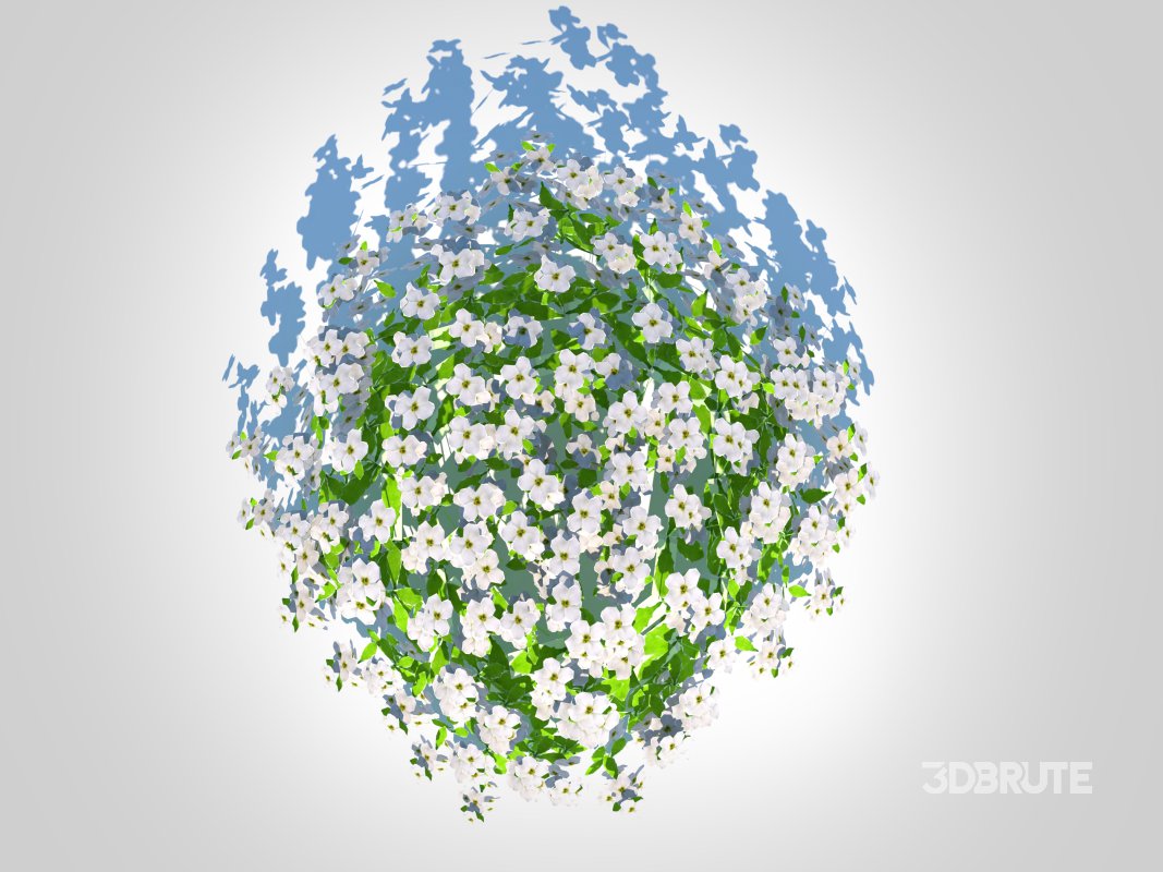 Arabis caucasica -Snow Cap Image 2