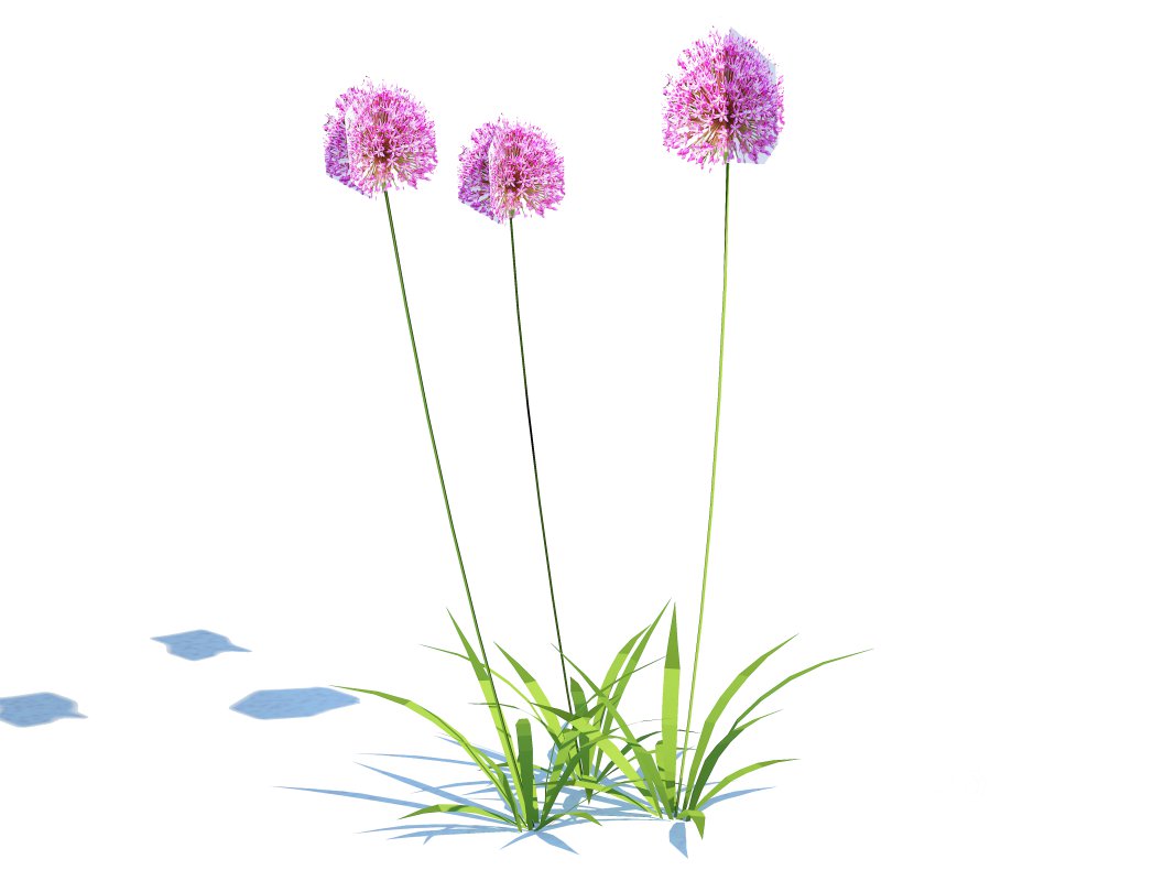 Allium Image 2