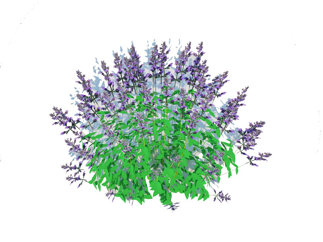 Nepeta fassenii-blue catmint Image 5