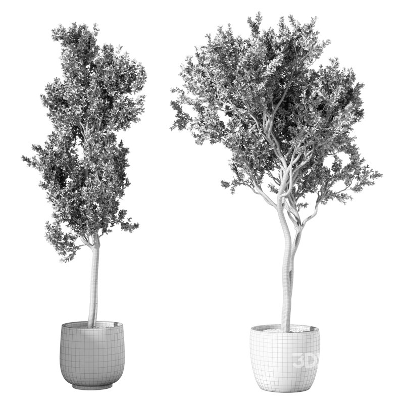 Olive Tree Indoor Plant Set.22 Image 4