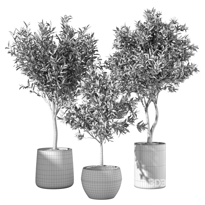 Olive Tree Indoor Plants Set.5 Image 2