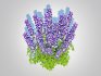 Baptisia australis – False Indigo_Blue - Thumbnail 5