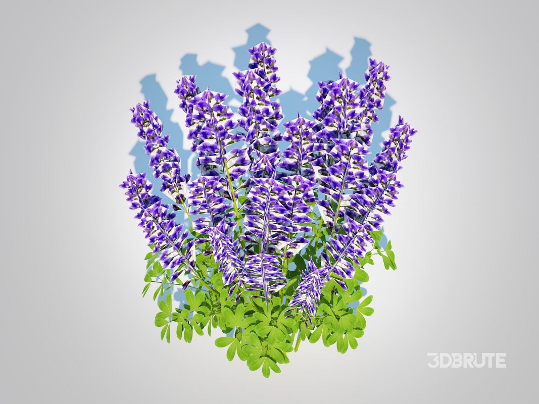 Baptisia australis – False Indigo_Blue Image 5