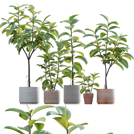 Ficus benghalensis