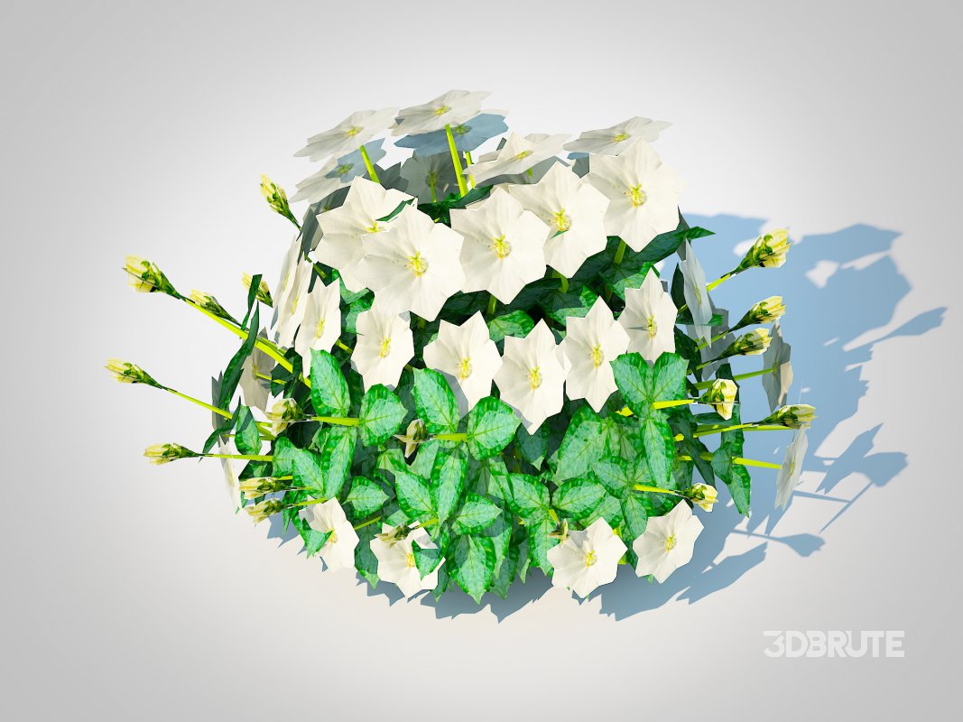 Campanula carpatica – Carpathian Bellflower-white Image 1