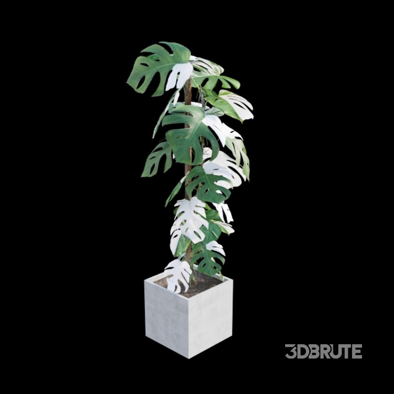 Monstera deliciosa Albo – Var Image 2