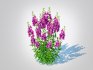 Angelonia angustifolia – Anglemist Orchid - Thumbnail 1