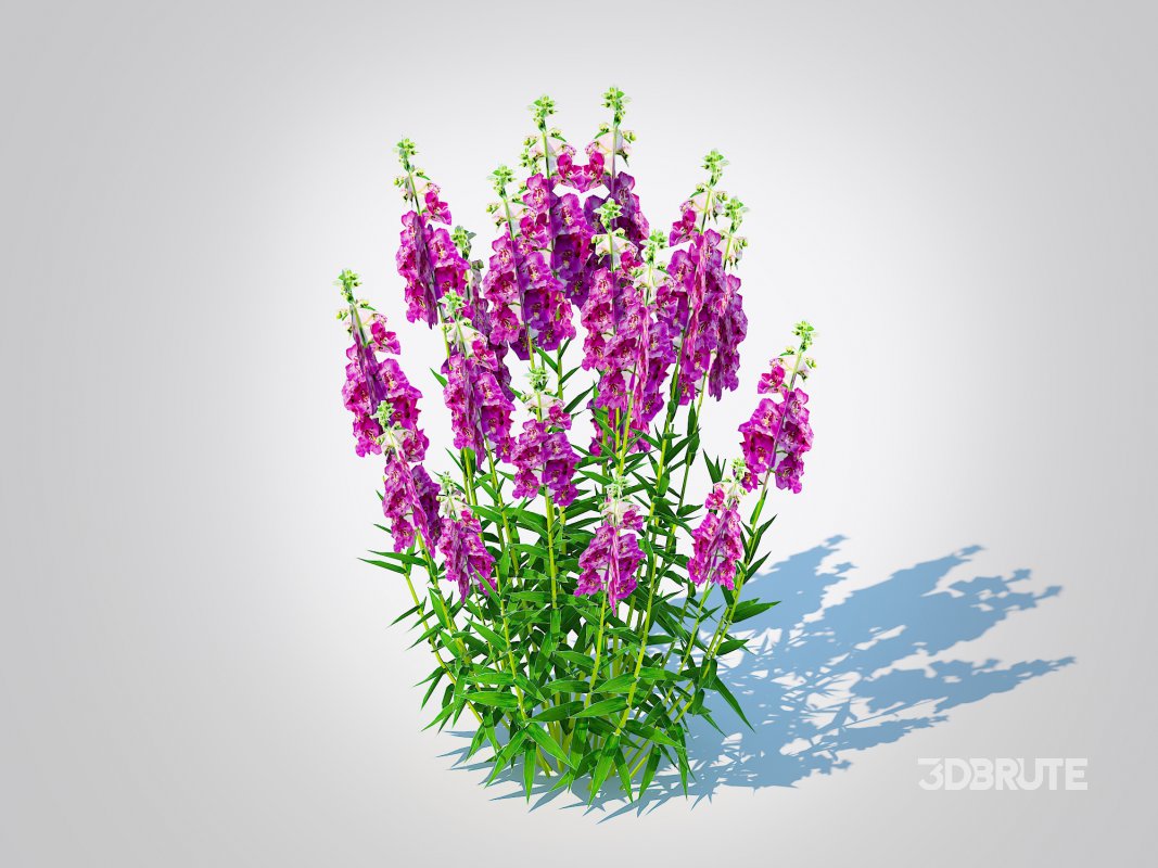 Angelonia angustifolia – Anglemist Orchid Image 1