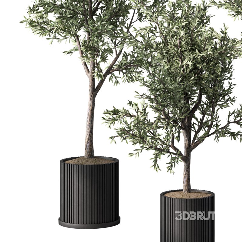 Olive Tree Indoor Plant Set.9 Image 3