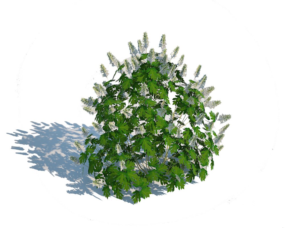 Hydrangea quercifoila-Oakleaf Hydrangea Image 4