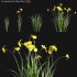 Iris pseudacorus – Yellow flag – 01 - Thumbnail 1