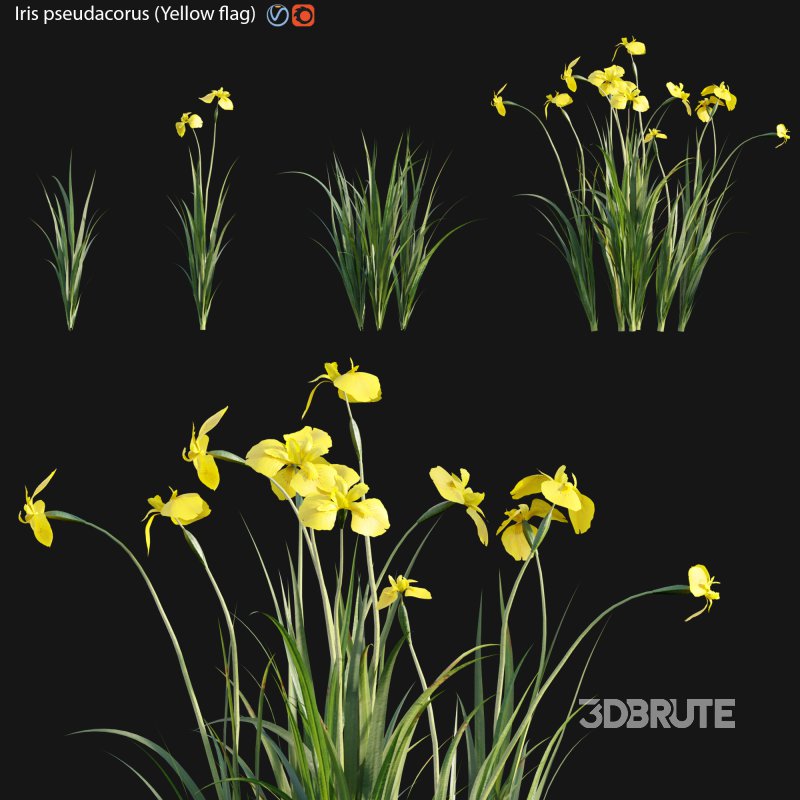 Iris pseudacorus – Yellow flag – 01 Image 1