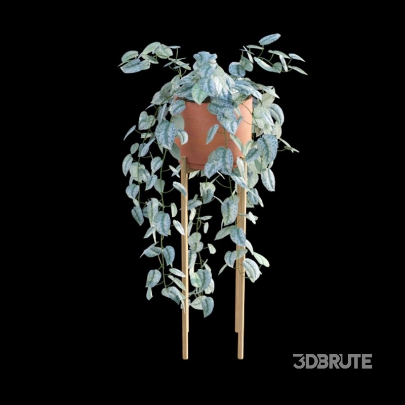 Scindapsus pictus – Satin Pothos – 02 Image 4