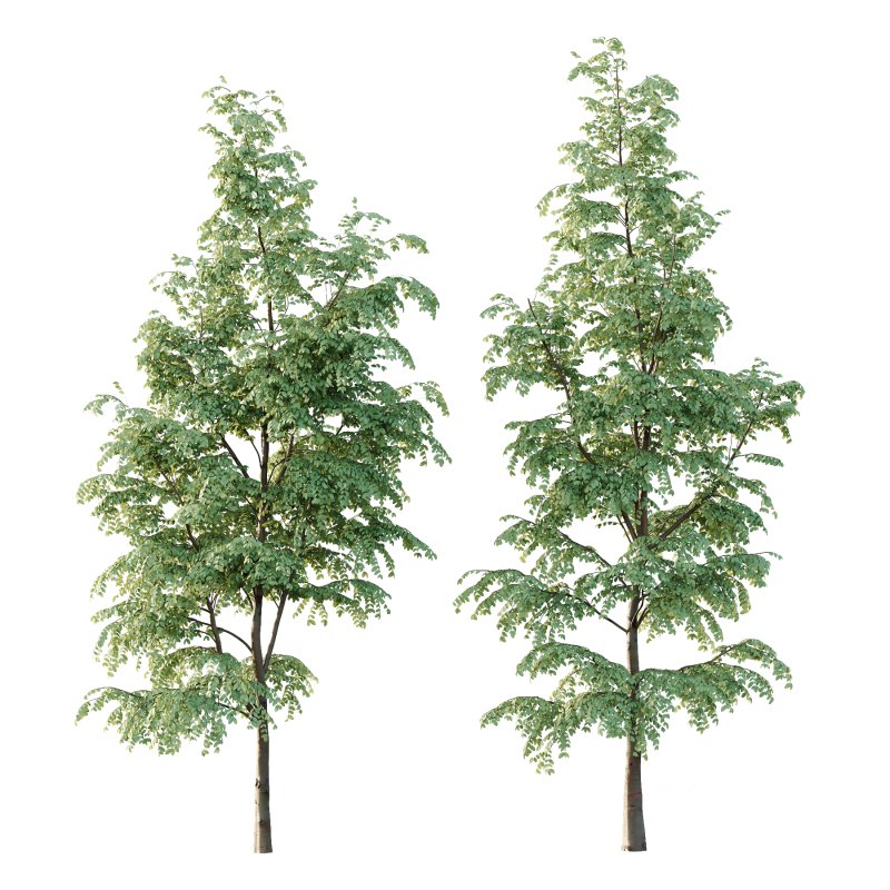 Carpinus Betulus Tree 06 Image 4